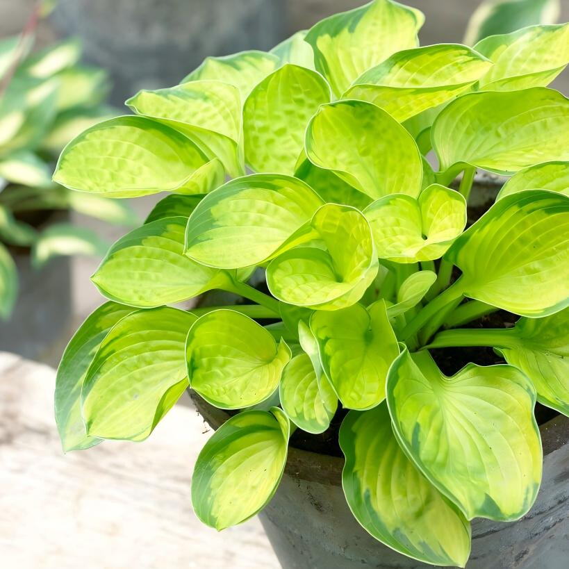 Хоста Рейнфорест Санрайз